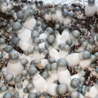 Buy Albino Penis Envy Mushroom Spores California