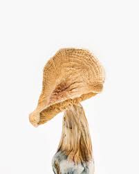 BUY MALABAR MUSHROOM STRAIN ONLINE