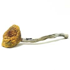 BUY HILLBILLY MUSHROOM STRAIN ONLINE CALIFORNIA