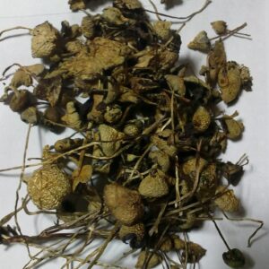 BUY LIBERTY CAPS MUSHROOM NEAR ME